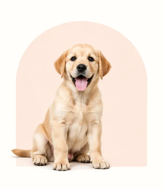 Puppy dog